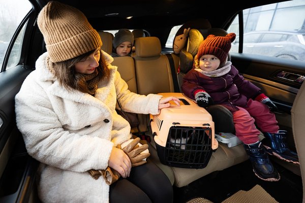 Comment transporter un chien malade chez le vétérinaire ?