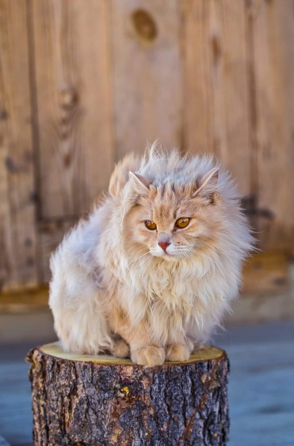 Origines, signes, solutions et prévention des démangeaisons chez le chat