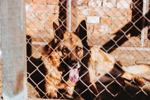 Les facteurs à considérer pour choisir un enclos pour chien