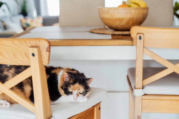 Qu'est-ce qu'un bar à chat et comment il fonctionne ?