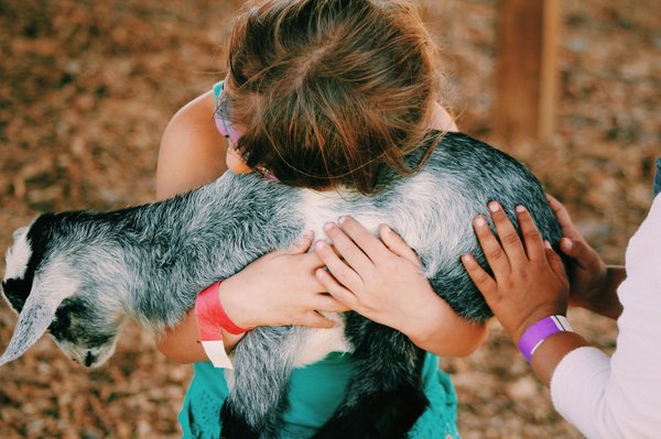 Guide du soutien psychologique et émotionnel lors du deuil animalier : ressources et accompagnements