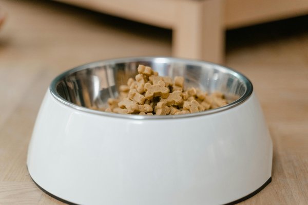 Choisir les croquettes hypoallergéniques idéales pour votre chien