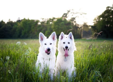 Berger blanc suisse : comment éduquer ce chien ?